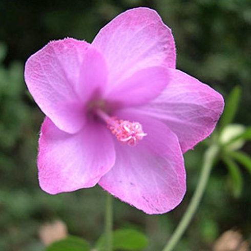 Pavonia candida - Rózsaszín papsajt - 5db mag/csomag