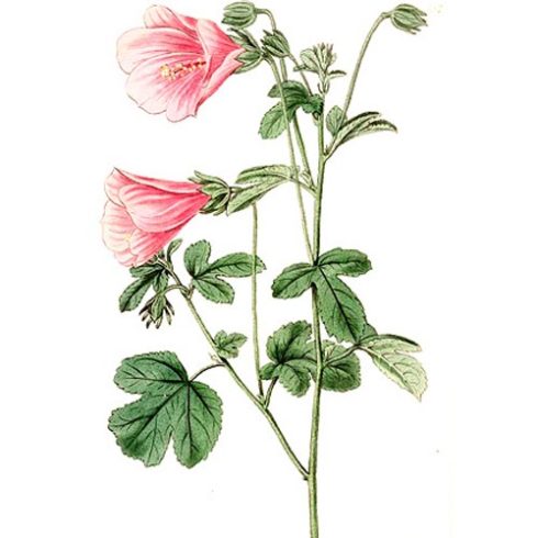 Pavonia candida - Rózsaszín papsajt - 5db mag/csomag