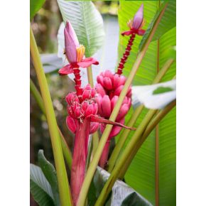   Musa velutina  - Pink Dwarf Banana - 5pcs seeds/packet - goldenpalm.hu