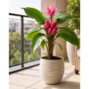   Musa velutina  - Pink Dwarf Banana - 5pcs seeds/packet - goldenpalm.hu