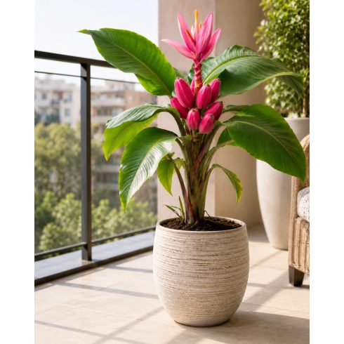 Musa velutina , Pink banán balkonon