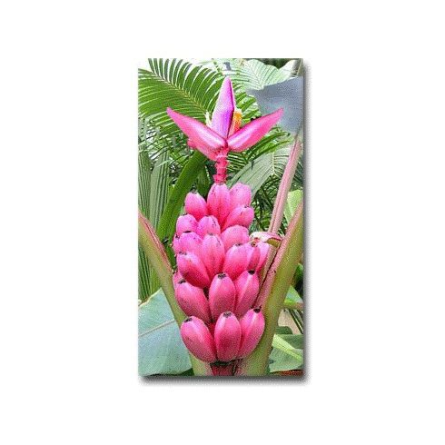 Musa velutina - Pink banán - 5db mag/csomag