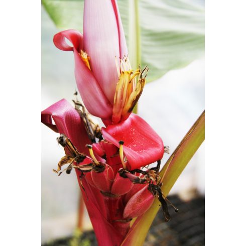 Musa velutina - Pink banán - 5db mag/csomag