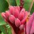 Musa velutina  - Pink Dwarf Banana - 5pcs seeds/packet - goldenpalm.hu