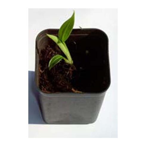 Musa velutina - Pink banán - 5db mag/csomag