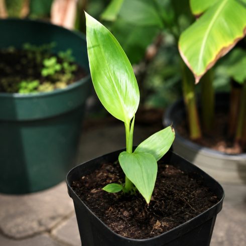 Fiatal Musa velutina Pink banán palánta nevelőcserépben