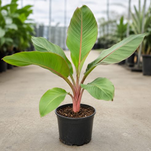 Fiatal Musa velutina Pink banán nagyobb palánta cserépben
