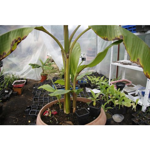 Musa velutina - Pink banán - 5db mag/csomag