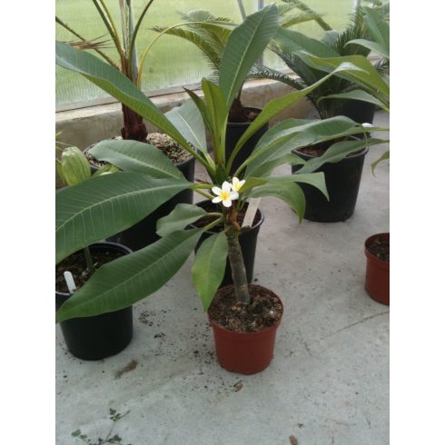 Plumeria rubra - Frangipáni - 5db mag/csomag 