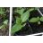 Plumeria rubra - Frangipáni - 5db mag/csomag 