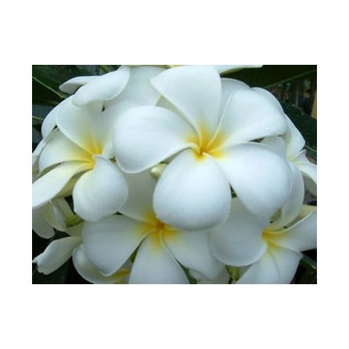 Plumeria rubra - Frangipáni - 5db mag/csomag 