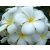 Plumeria rubra - Frangipáni - 5db mag/csomag 