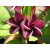 Plumeria rubra - Frangipáni - 5db mag/csomag 