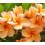 Plumeria rubra - Frangipáni - 5db mag/csomag 
