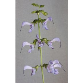   Salvia miltiorrhiza - Vörösgyökerű zsálya 5db mag/csomag