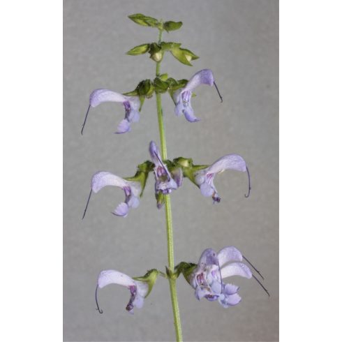 Salvia miltiorrhiza - Vörösgyökerű zsálya 5db mag/csomag