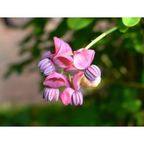 Akebia quinata - Ötlevelű akebi - 5db mag/csomag