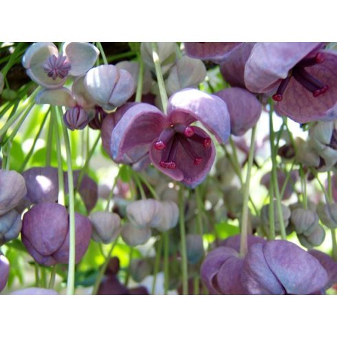 Akebia quinata - Ötlevelű akebi - 5db mag/csomag
