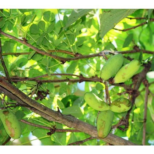 Akebia quinata - Ötlevelű akebi - 5db mag/csomag