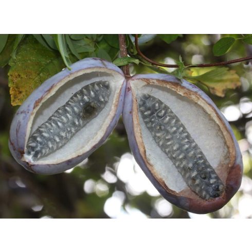 Akebia quinata - Ötlevelű akebi - 5db mag/csomag