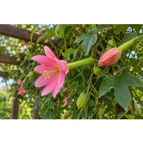 Passiflora coactilis Tauso kúszónövény rózsaszín virágokkal pergolán