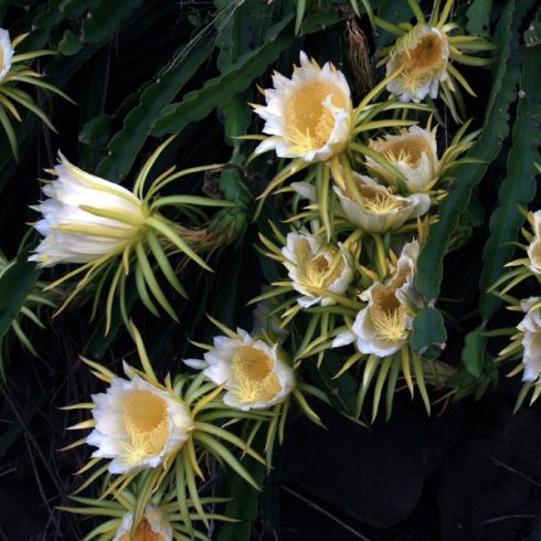Hylocereus undatus – Sárkánygyümölcs, hullámos kúszókaktusz - 5db mag/csomag