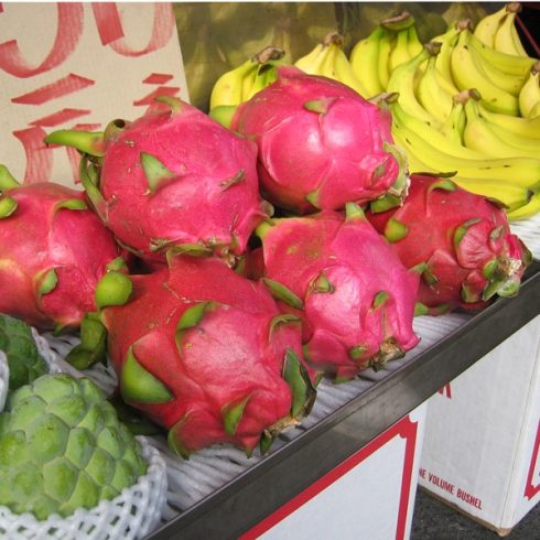 Hylocereus undatus - Hullámos kúszókaktusz - 5db mag/csomag