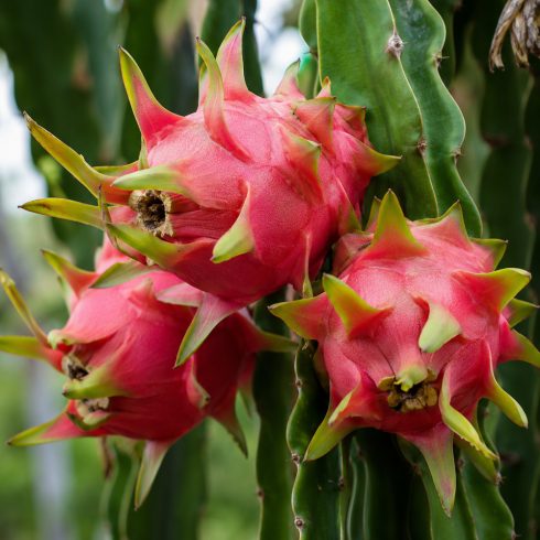 Érett Hylocereus undatus pitahaya sárkánygyümölcsök a zöld kaktuszhajtásokon