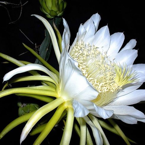 Hylocereus undatus - Hullámos kúszókaktusz - 5db mag/csomag