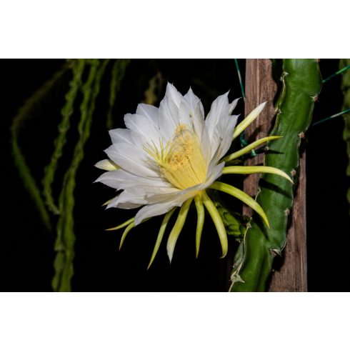 Hylocereus undatus – Sárkánygyümölcs, hullámos kúszókaktusz - 5db mag/csomag