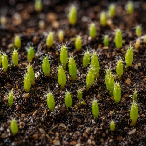 Hylocereus undatus – Sárkánygyümölcs, hullámos kúszókaktusz - 5db mag/csomag
