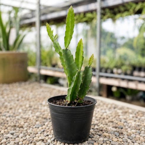 Hylocereus undatus – Sárkánygyümölcs, hullámos kúszókaktusz - 5db mag/csomag