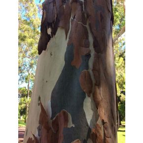   Corymbia citriodora - Citromszagú szellemfa - 5db mag/csomag