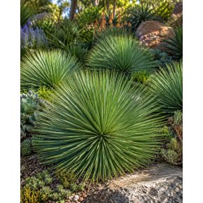 Agave striata keskenylevelű agávé kifejlett növénye