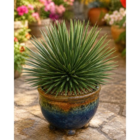Agave striata különleges keskenylevelű mexikói pozsgás növény