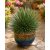 Agave striata különleges keskenylevelű mexikói pozsgás növény