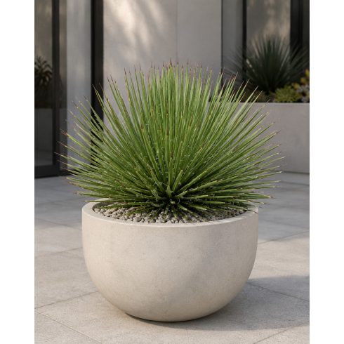 Agave striata dézsában napos teraszon nevelve