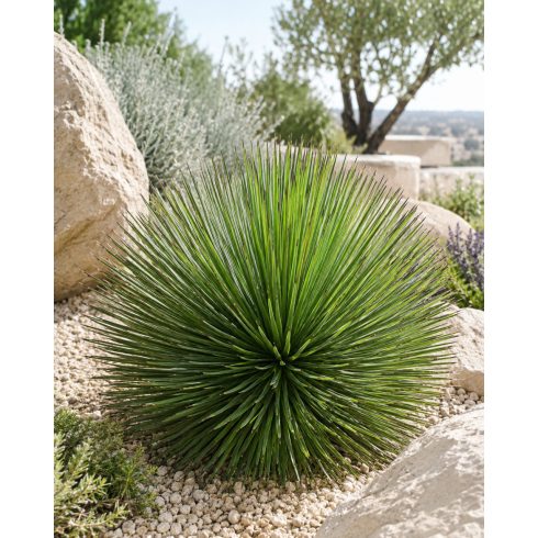 Agave striata keskenylevelű agávé napos sziklakertben