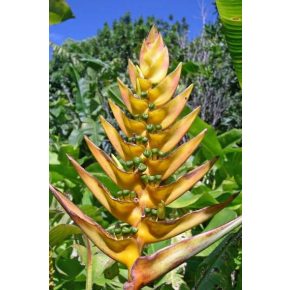 Heliconia librata - 5db mag/csomag