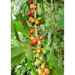 Coffea arabica - Arab kávécserje 