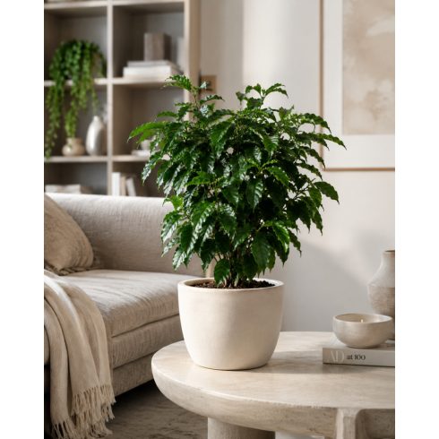 Coffea arabica kávécserje elegáns világos cserépben, dekoratív szobanövényként modern nappaliban