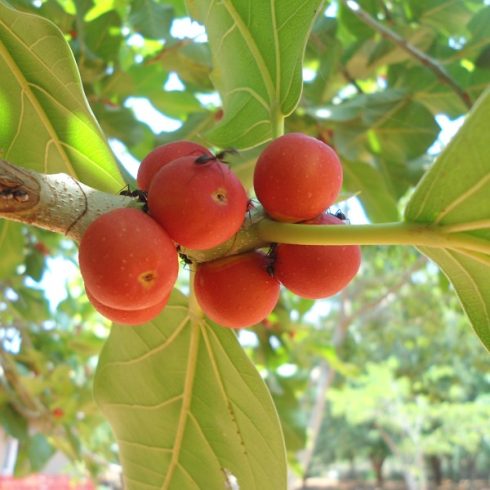 Ficus benghalensis - Bengáli fikusz - 5db mag/csomag