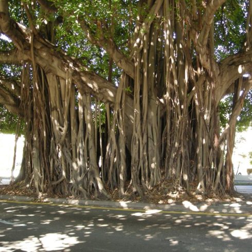 Ficus benghalensis - Bengáli fikusz - 5db mag/csomag