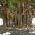 Ficus benghalensis - Bengáli fikusz - 5db mag/csomag