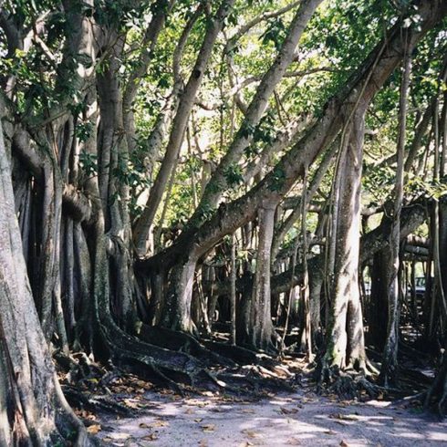 Ficus benghalensis - Bengáli fikusz - 5db mag/csomag