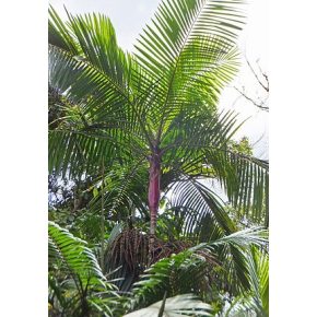 Prestoea acuminata - Vöröslevelű pálma - 5db mag/csomag 