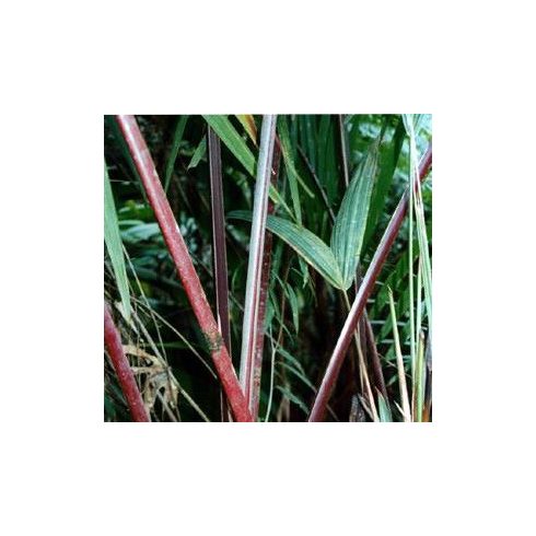 Prestoea acuminata - Vöröslevelű pálma - 5db mag/csomag 
