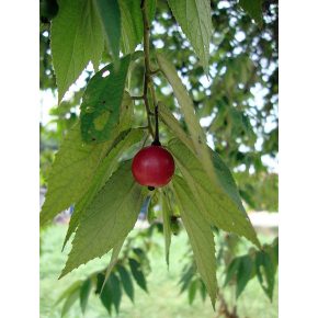   Muntingia calabura - Jamaikai cseresznyefa, Calabur fa - 5db mag/csomag - goldenpalm.hu