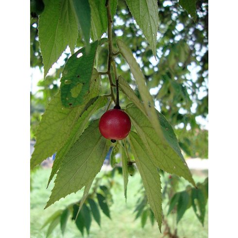 Muntingia calabura - Jamaikai cseresznyefa, Calabur fa - 5db mag/csomag - goldenpalm.hu