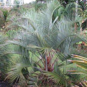  Butia eriospatha  Woolly Jelly Palm - 5pcs seeds/packet - goldenpalm.hu